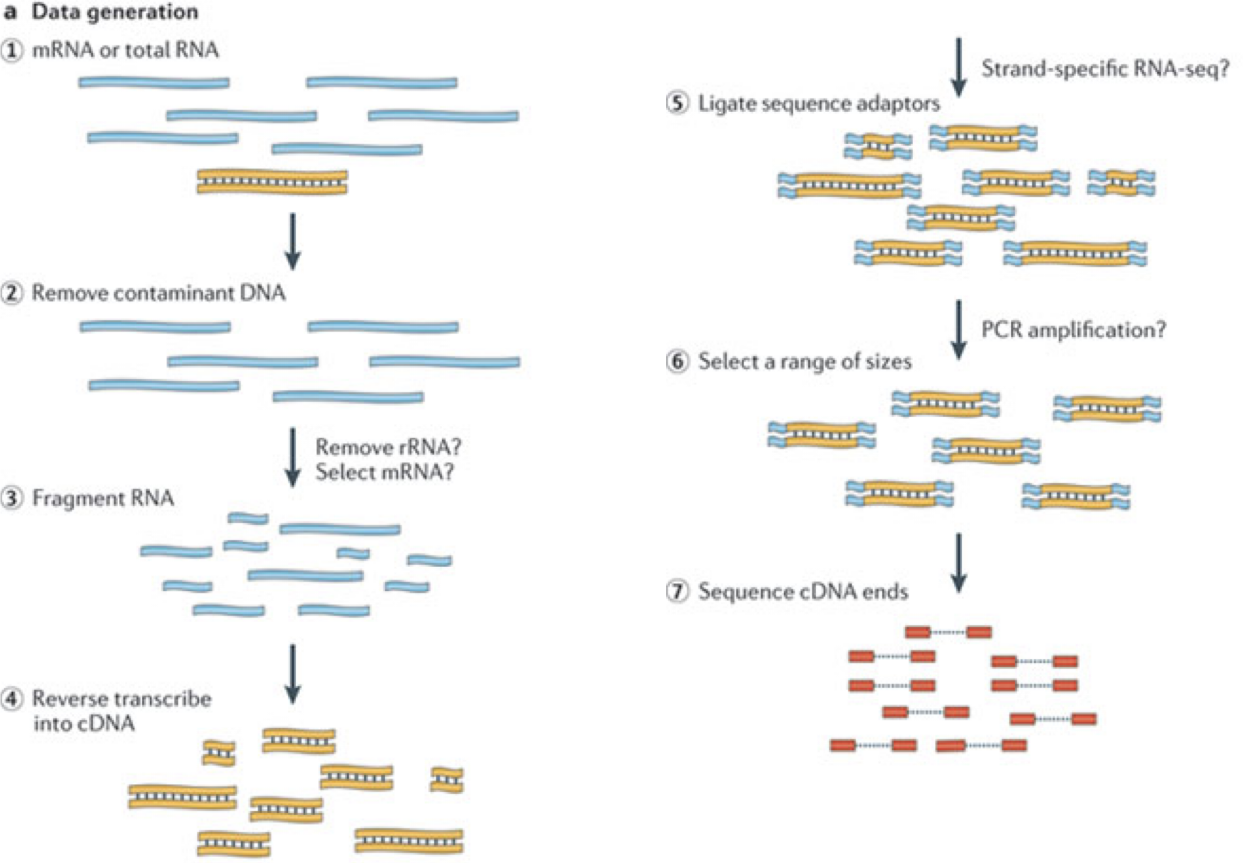 Illustration of the major experimental steps of an RNA-seq experiment